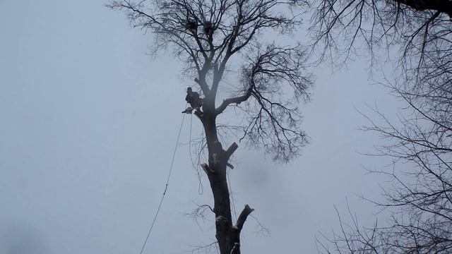 Удаление деревьев (арбористика, работа в двойке на высоте) смотреть онлайн