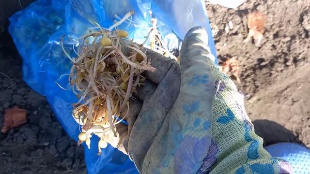 Посадка картофеля - необычный способ. Совмещенная посадка- от вредителей. смотреть онлайн