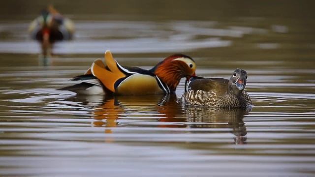Мандаринки едят водоросли смотреть онлайн