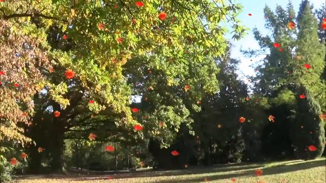 Зарисовки  Осени...