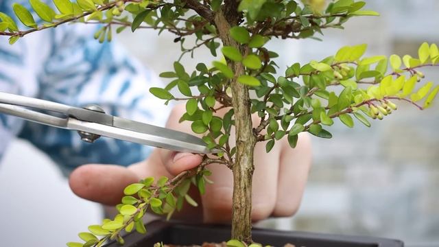 How to Make Bonsai from a Honeysuckle?*EASY* смотреть онлайн