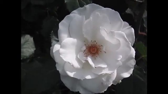 薔薇「マーガレットメリル」×ROSE「Margaret Merrill」