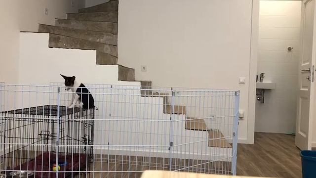 Побег из манежа смотреть онлайн