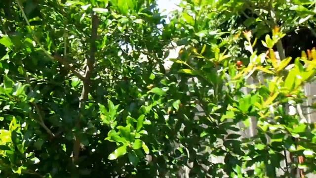 Fruit Tree Spacing | How Far Apart To Plant?