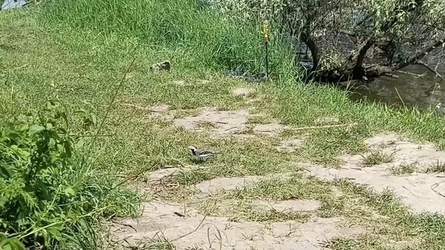 КАРАСЬ + ПУФ = 7кг. смотреть онлайн