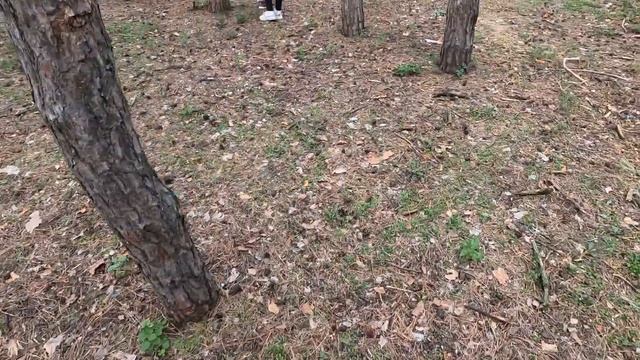 Белки в парке Алые паруса Воронеж сентябрь 2022 смотреть онлайн