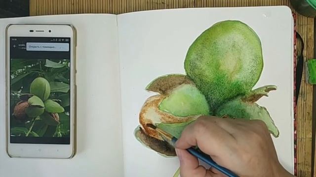 How to draw a walnuts in watercolor / Как нарисовать грецкие орехи акварелью смотреть онлайн