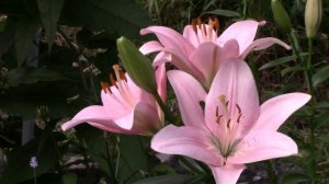 Лілія « Бріндісі » ( Lilium « BRINDISI » )  у літньому саду