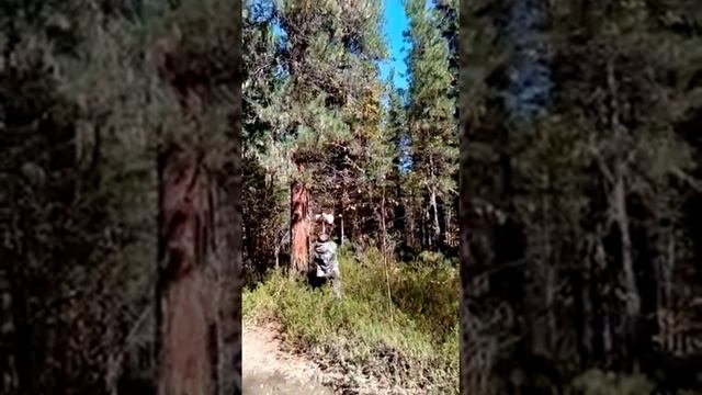 Долбим шишку. смотреть онлайн