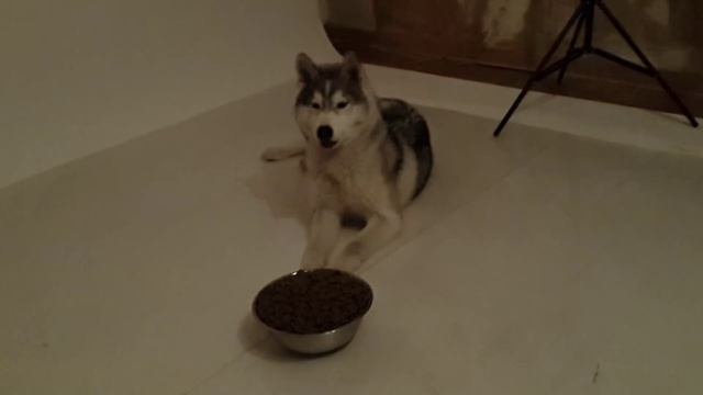 издевательство над щенком хаски/ Goofing on a Husky puppy смотреть онлайн