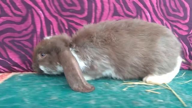 ПРОДАЖА. Самцы Французского барана. Возраст 45 дней. продажа. смотреть онлайн