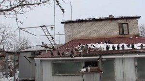 Николаевские голуби Сергея Родионова. (Продажа голубей. Продолжение). Волгоград. Часть 154