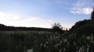 Заготовка Таволги (Лабазник)