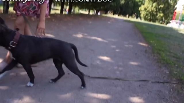 Как понять, что собака устала? Как научиться понимать собаку? Изучаем поведение собак. смотреть онлайн