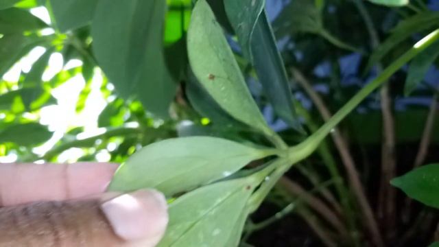 Schefflera Plant Update смотреть онлайн