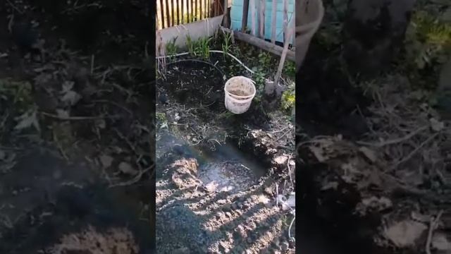 Посадка яблони весной смотреть онлайн