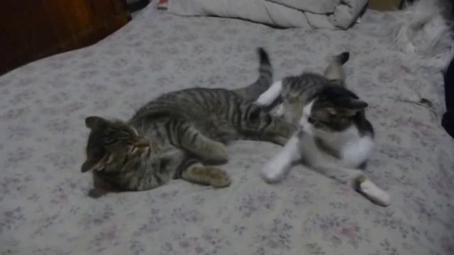 Котэ каратэ смотреть онлайн
