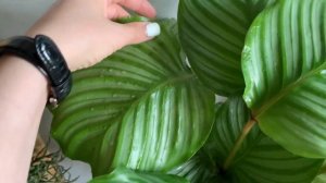 Обзор любимчиков. Алоказия Зебрина, калатея Орбифолия, Монстера вариегатная