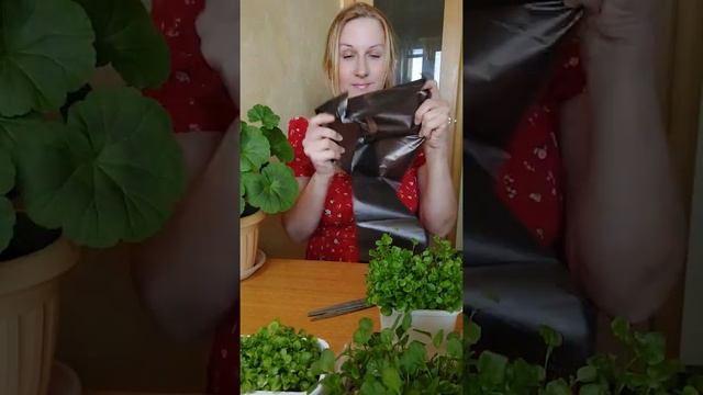 для рассады и пересадки цветов смотреть онлайн