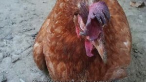 Почему дохнут куры