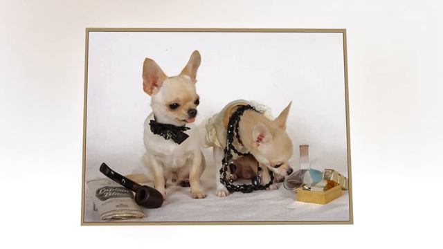 Свадьба чихуахуа Душечка и Динар смотреть онлайн