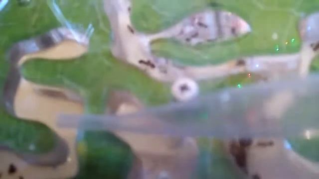 antplanet mini - зелёный лист смотреть онлайн