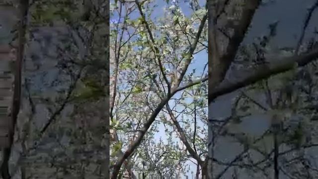 Весна 2022 года, цветение сливы смотреть онлайн