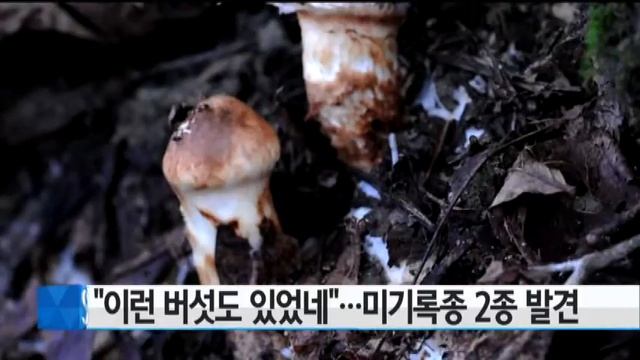 "이런 버섯도 있었네"...미기록종 2종 발견 / YTN смотреть онлайн