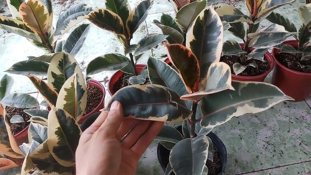Cách trồng cây đa cẩm thạch trắng (Ficus elastica tineke) смотреть онлайн