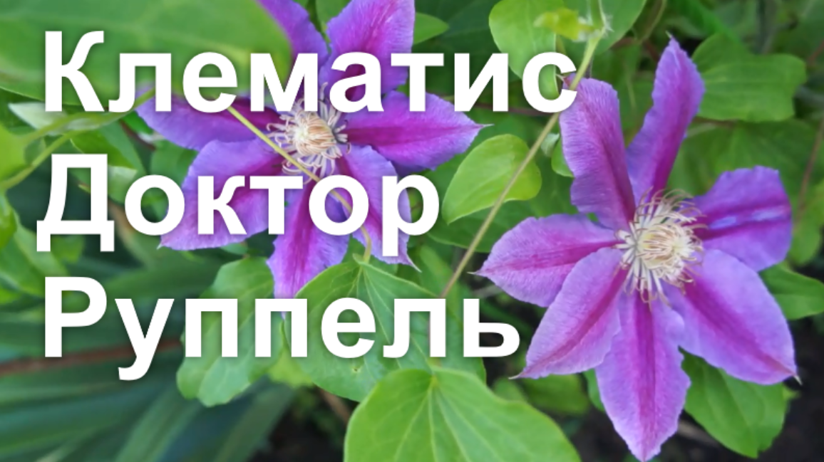 Клематис Доктор Руппель смотреть онлайн