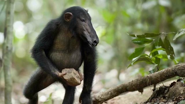 25 Weirdest Animal Mash Ups Ever смотреть онлайн