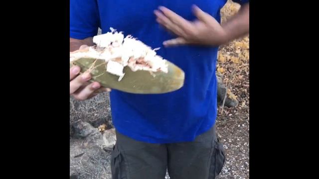 What does the baobab fruit look like? - Senegal - Africa смотреть онлайн