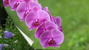 УЧИМ ЦВЕТЫ | Развивающее видео для детей