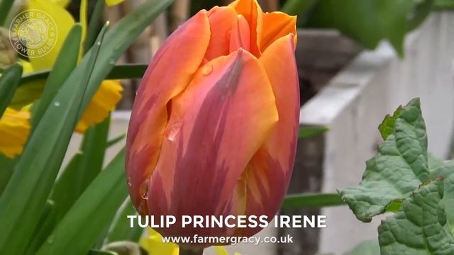Tulip 'Princess Irene' - FarmerGracy.co.uk смотреть онлайн
