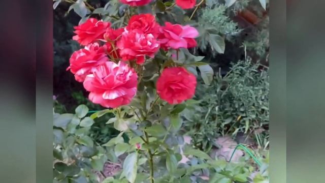 Роза БРАУНИ Rose BRAWNIE смотреть онлайн