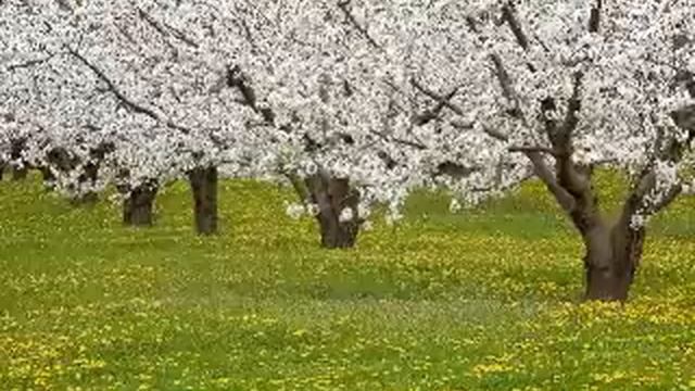 Dance of Spring - Shahrdad Rohani смотреть онлайн