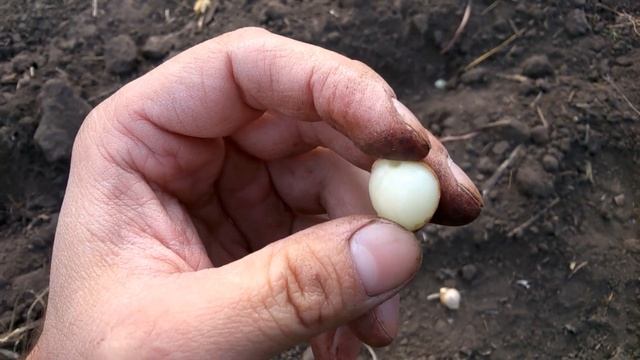 Рокамболь ДЕТКА - КАК ЖЕ НУЖНО ПРАВИЛЬНО ВЫСАЖИВАТЬ ДЕТКИ Рокамболя !