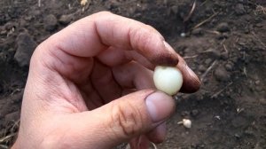 Рокамболь ДЕТКА - КАК ЖЕ НУЖНО ПРАВИЛЬНО ВЫСАЖИВАТЬ ДЕТКИ Рокамболя !