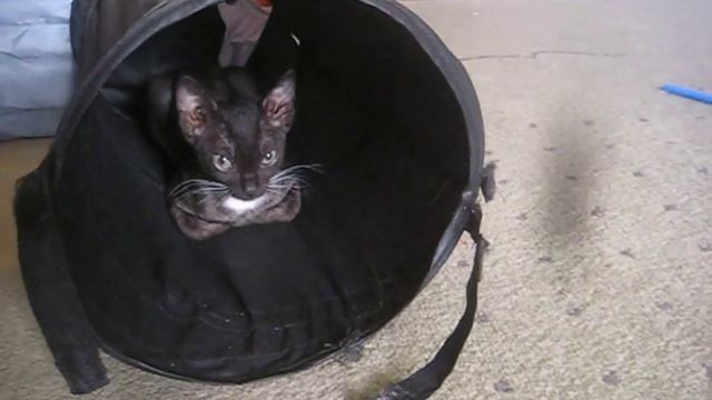 Кудрявые котята российской породы смотреть онлайн