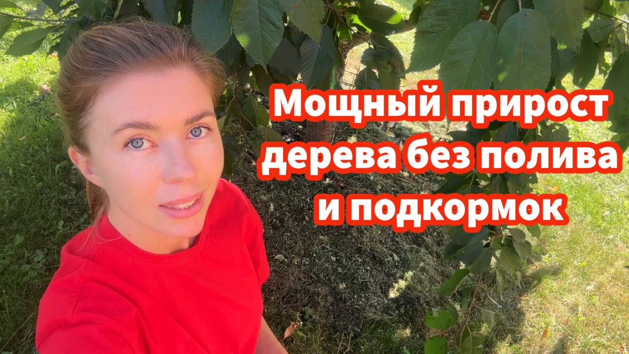Как легко организовать приствольный круг дерева без перекопки, прополки и рыхления смотреть онлайн