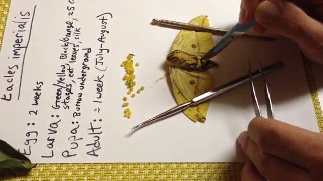 Eacles imperialis IMPERIAL MOTH Dissection смотреть онлайн