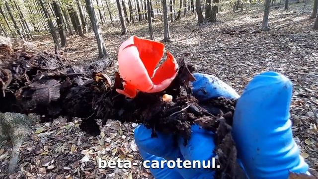 Sarcoscypha coccinea (pocalul piticilor, pocalul de rubin, urechea babei, scarlet cup fungus) смотреть онлайн