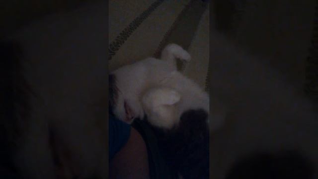 Кошка видит сны. смотреть онлайн