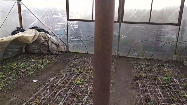 Альстромерия. Уход. Посадка.Полив.Alstroemeria.Care.Landing.Watering.