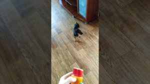 Той терьер воет и лает