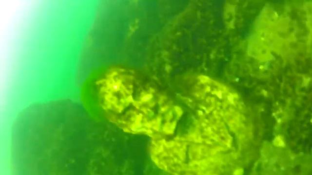 Подводный экспонат смотреть онлайн