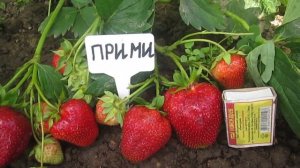 Прими -ранний  сорт клубники - сладкая новинка .