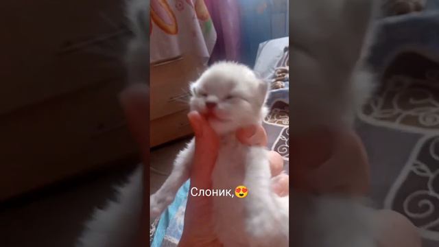 котёнку 10 дней#тайская кошка# котята