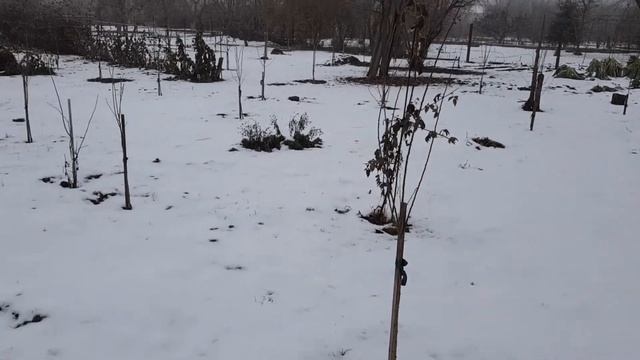 Зимовка саженцев сливы Русской Байрон Голд - Анжелино белая! смотреть онлайн