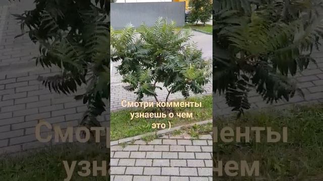 Где тут треугольники, где круги? смотреть онлайн